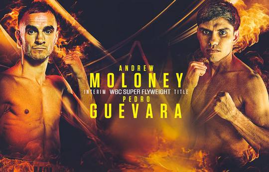 Moloney vs Guevara Purse Split: How Much Money Will the Fighters Make?